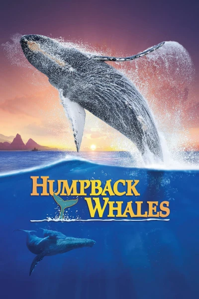  Cá Voi Lưng Gù - Humpback Whales