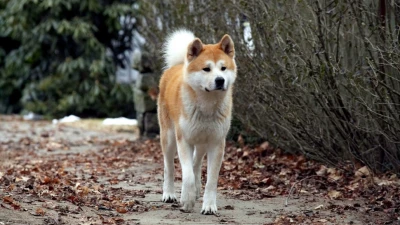 Hachi: A Dog's Tale - Hachi: A Dog's Tale